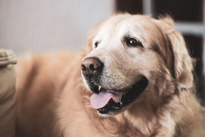 Close-up of dog looking away