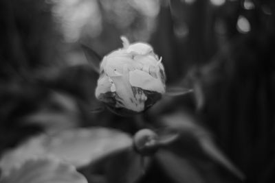 Close-up of rose against blurred background