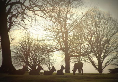 Bare trees on landscape