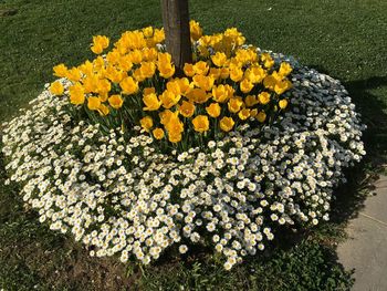 Close-up of yellow flowers