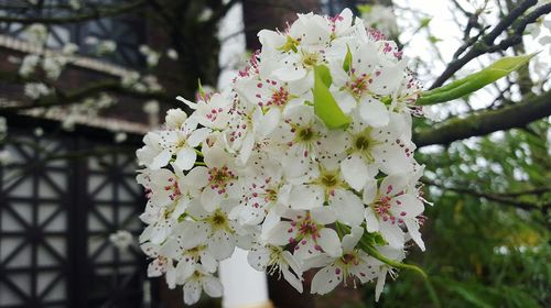 Close-up of cherry blossoms