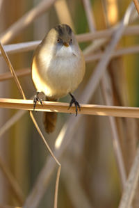 Close-up of bird perching on metal