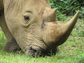 Close-up of elephant on field