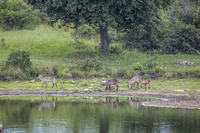 View of drinking water from lake