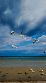Seagulls flying over beach against sky