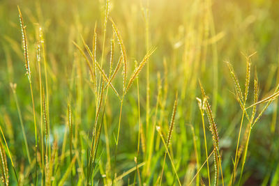 Close up swollen finger grass with blurred nature background under sunlight