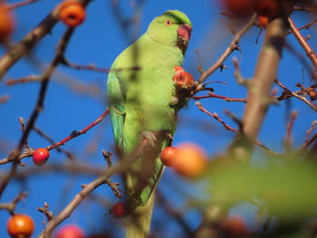 Low angle view of bird perching on tree