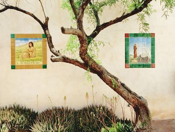 Plants growing on wall