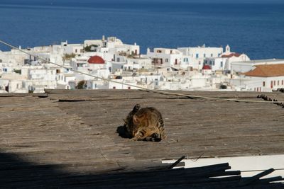 Cat living in mykonos town