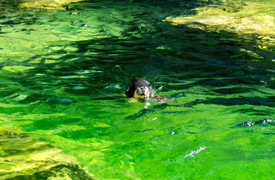 High angle view of fishes swimming in water