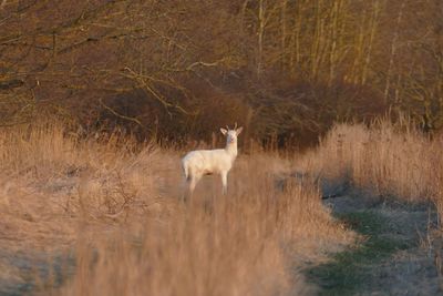 Horse standing in a forest