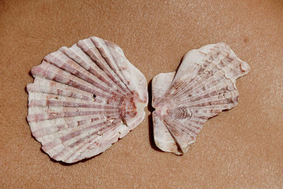 Close-up of seashell on beach