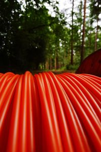 Close-up of red leaf in forest