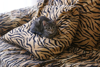 High angle view of tiger relaxing on bed