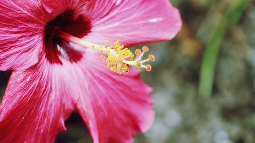 Close-up of pink hibiscus blooming outdoors