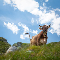 View of cow on land against sky