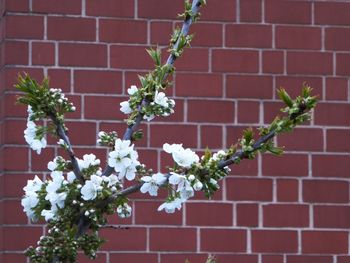 Close-up of flowers against brick wall