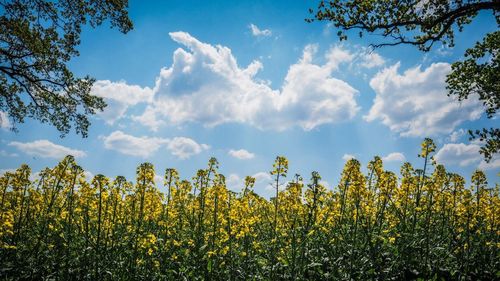 Yellow flowers growing in field