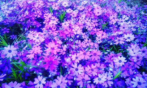 Full frame shot of purple flowers