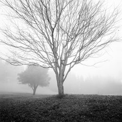 Bare trees on field during foggy weather