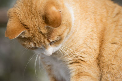 Close-up of orange cat
