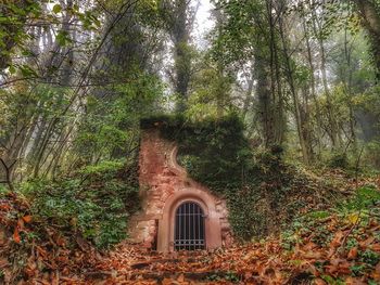Trees and plants in forest