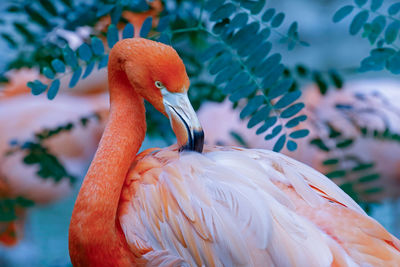 Close-up of flamingo