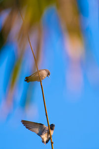 Close-up of a bird flying