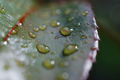 Close-up of leaves on wet leaf