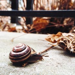 Close-up of snail