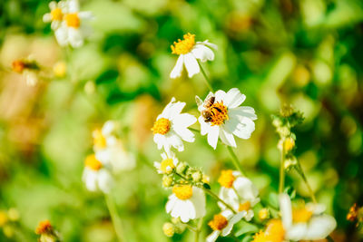 Close-up of insect on white flowering plant