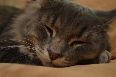 Close-up of cat lying down