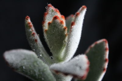 Close-up of succulent