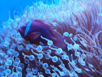 Close-up of fish swimming in sea