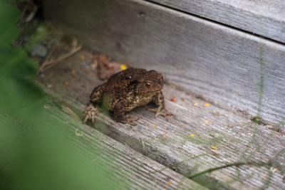 Green wild frog lost in town.