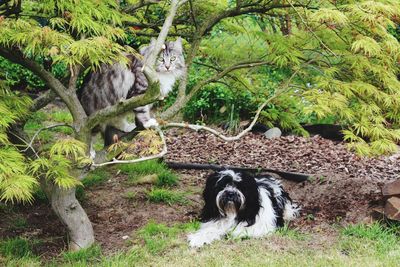 View of a dog on field