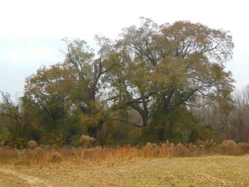 Trees on field against sky