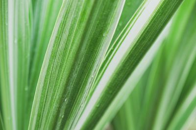 Close-up of palm leaves