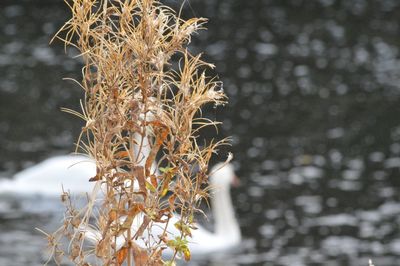 Close-up of snow on plant