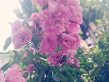 Close-up of pink flowering plant