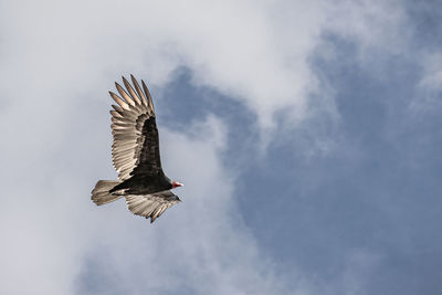 Low angle view of eagle flying against sky