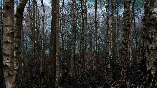 Full frame shot of trees in forest