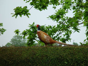 Bird on a field