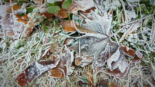 Close-up of frozen dry leaves