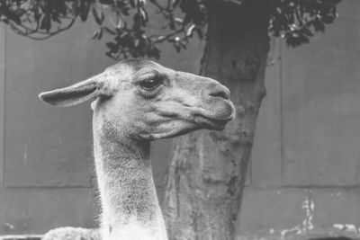 Close-up portrait of horse