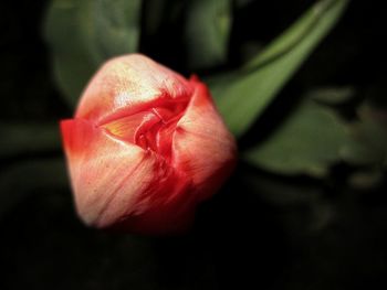 Close-up of red rose