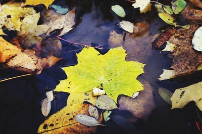 High angle view of maple leaves floating on water