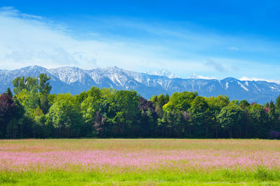 Scenic view of field against sky