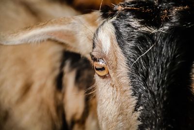 Close-up of a dog