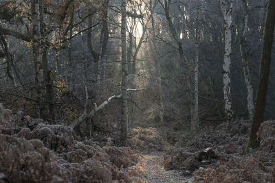 Trees in forest